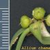 Detall fruit
