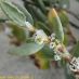 Flor 2