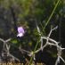 Flor