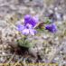 Flor