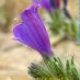 Flor