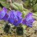 Flor 2