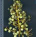 Detall fruit