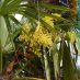 Flor