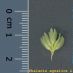 Detall glumes