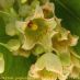 Flor