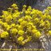 Flors