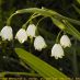 Flors