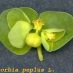 Detall fruit