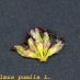 Detall flor