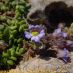 Flor