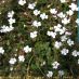 Flors