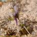 Flor