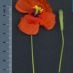 Detall flor