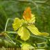 Flor