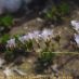 Flors