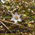 Flor