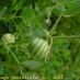 Detall fruit