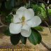 Flor