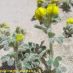 Flor