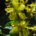 Flor