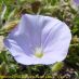 Flor