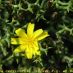 Flor
