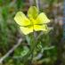 Flor