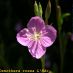 Flor