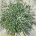 Roseta de fulles