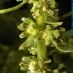 Flor