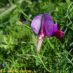 Flor