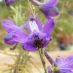Flor