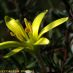 Flor