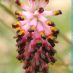 Flors