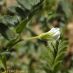 Flor