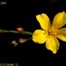 Flor