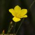Flor