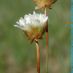 Detall flor2