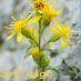 Detall flor