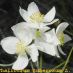 Detall flor