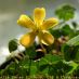 Flor