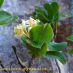 Flor