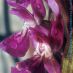 Flors