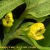 Flors
