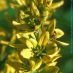 Flors