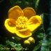 Flor
