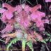 Flors