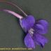 Flor