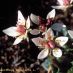 Flors